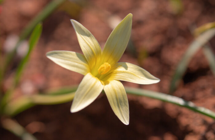 Hairy Froetang (Romulea hirta)