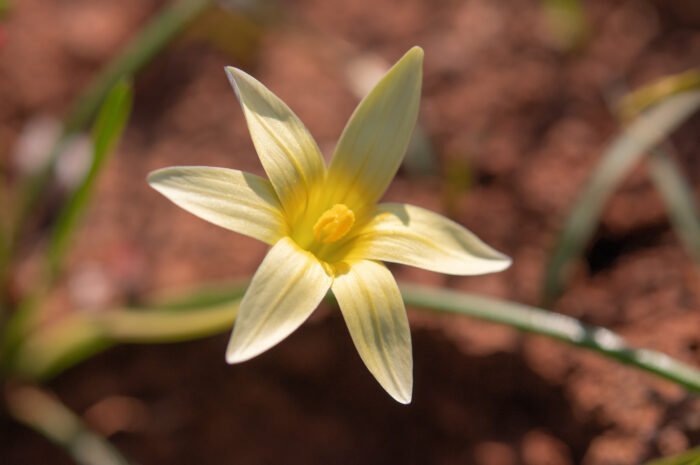 Hairy Froetang (Romulea hirta)