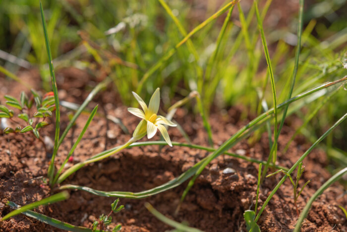 Hairy Froetang (Romulea hirta)