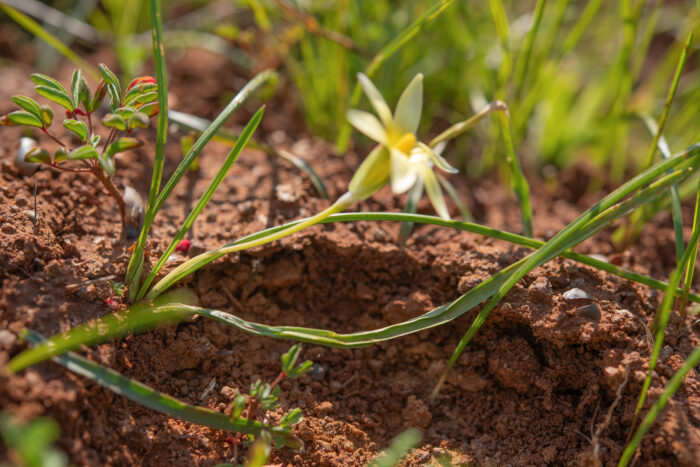 Hairy Froetang (Romulea hirta)