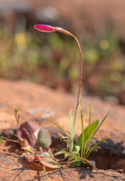 Bokkeveld Eveninglily (Hesperantha cucullata)