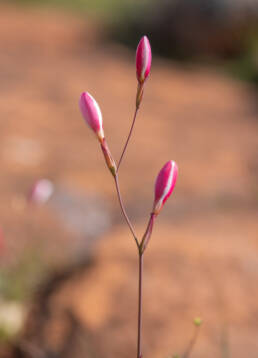 Bokkeveld Eveninglily (Hesperantha cucullata)