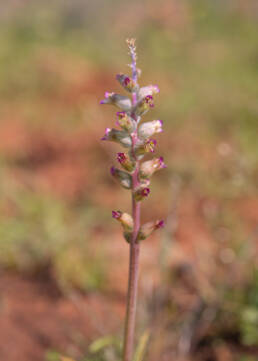 Drab Viooltjie (Lachenalia obscura)