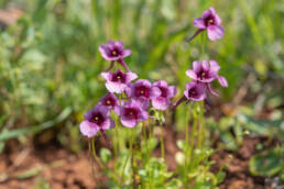 Bokkeveld Twinspur (Diascia whiteheadii)