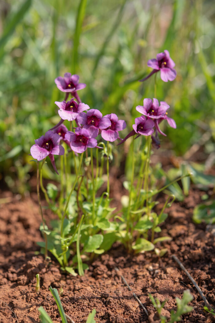 Bokkeveld Twinspur (Diascia whiteheadii)