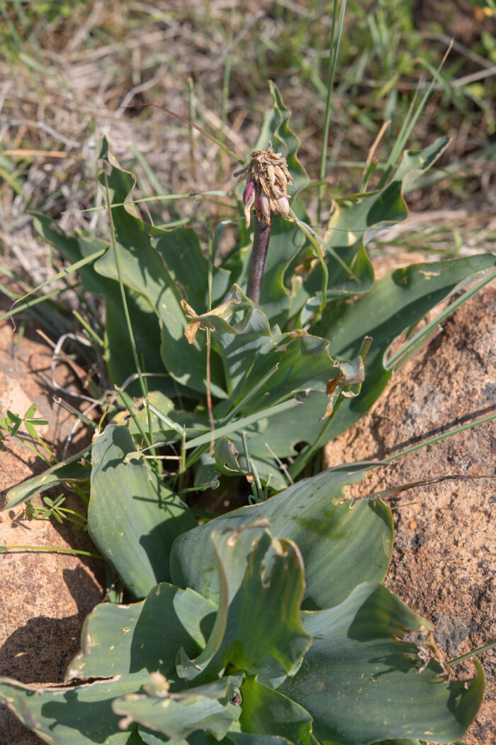 Sandlily (Veltheimia capensis)