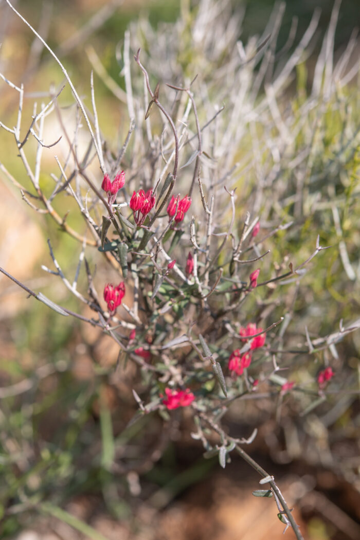 Rockcandy Minimouth (Microloma sagittatum)