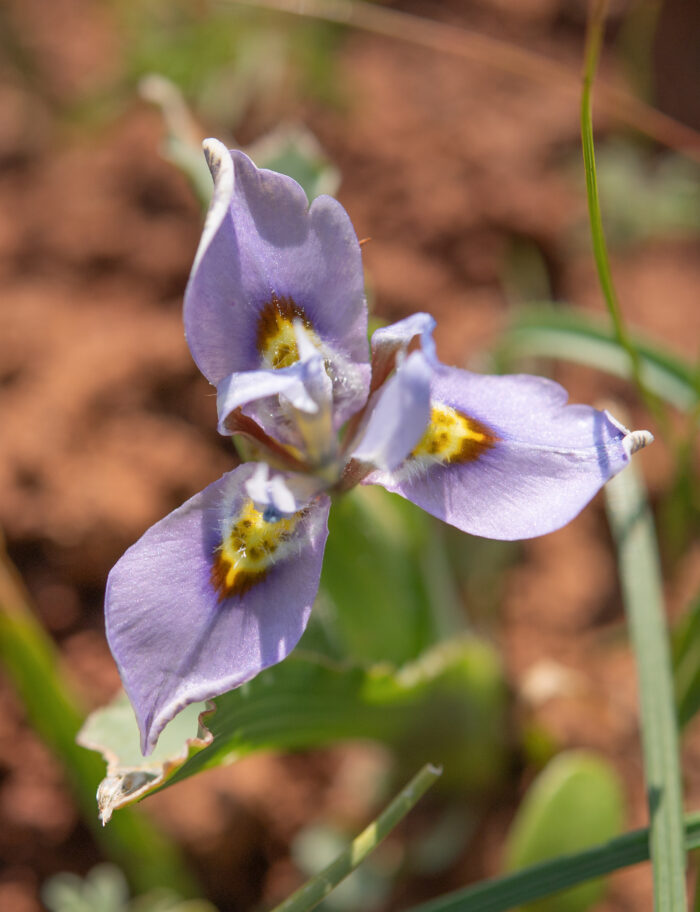 Fringe Tulp (Moraea ciliata)