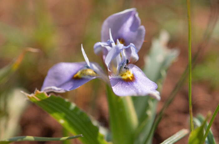 Fringe Tulp (Moraea ciliata)