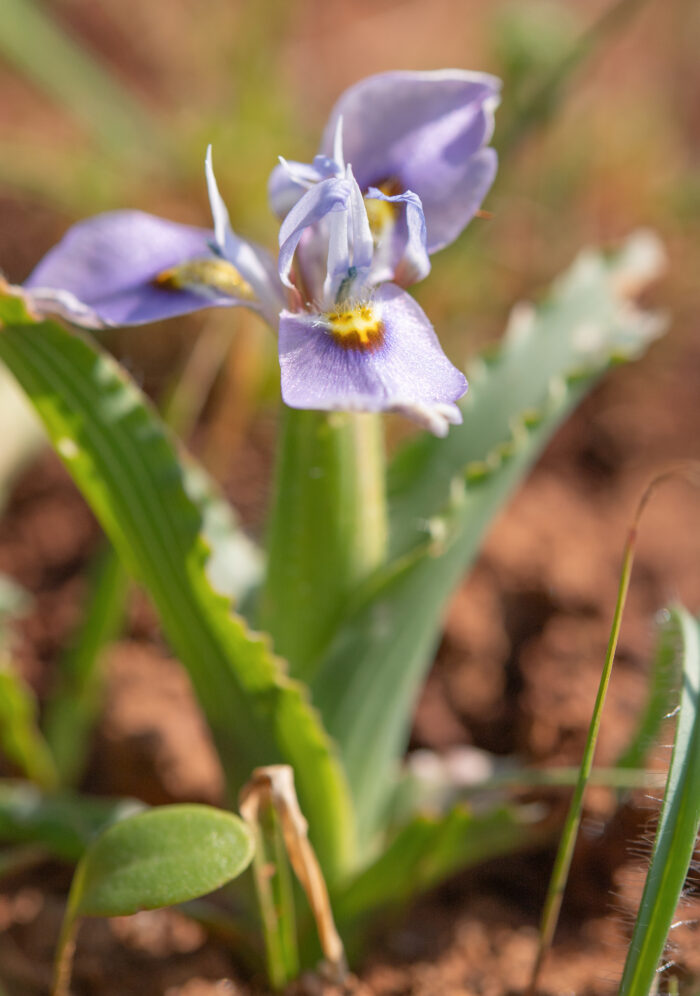 Fringe Tulp (Moraea ciliata)