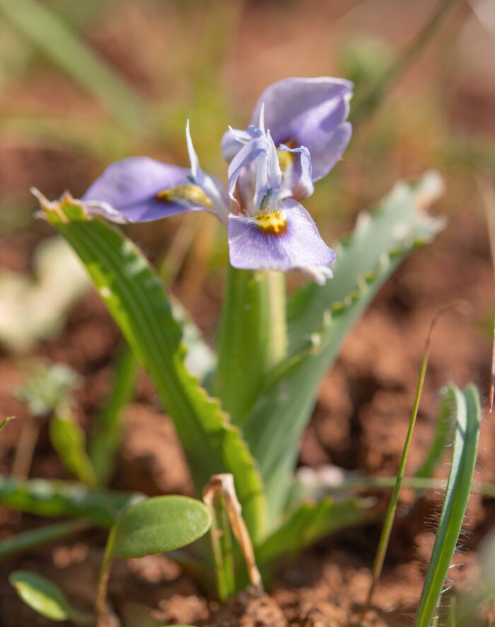 Fringe Tulp (Moraea ciliata)