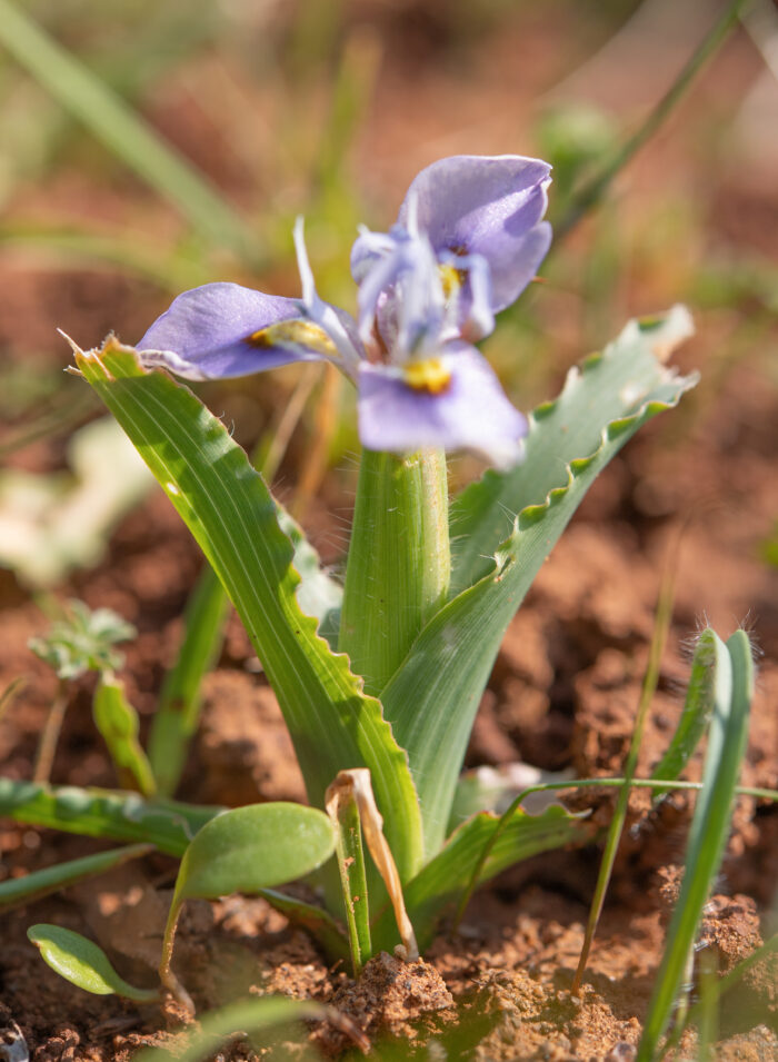 Fringe Tulp (Moraea ciliata)