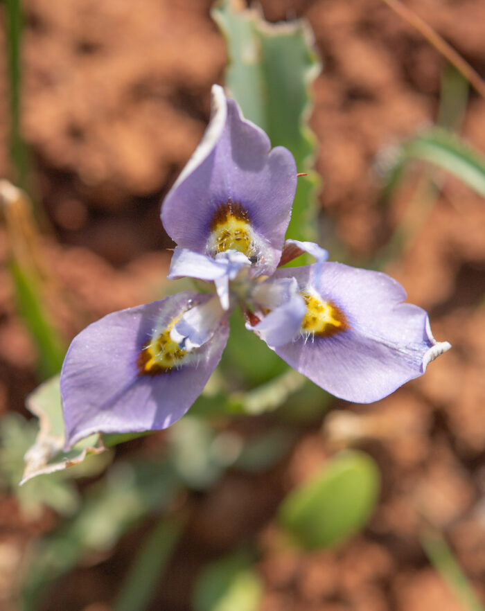 Fringe Tulp (Moraea ciliata)