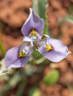 Fringe Tulp (Moraea ciliata)