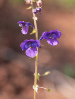 Purple Twinspur (Diascia veronicoides)