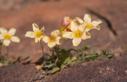 Yelloweye Woodsorrel (Oxalis obtusa)