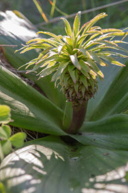 Pineapple Lily (Eucomis regia)