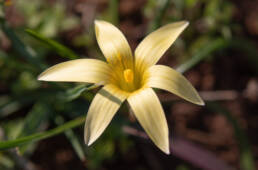 Hairy Froetang (Romulea hirta)