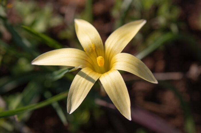 Hairy Froetang (Romulea hirta)