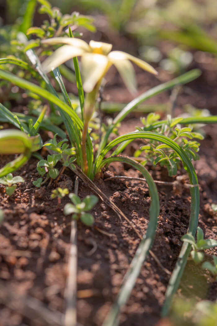 Hairy Froetang (Romulea hirta)