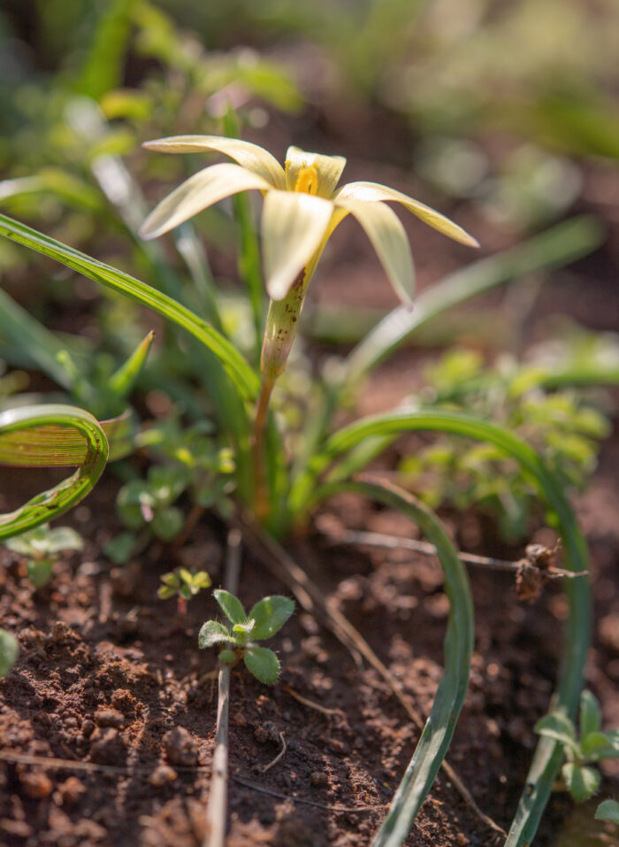 Hairy Froetang (Romulea hirta)