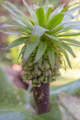 Pineapple Lily (Eucomis regia)