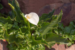 Scented Arum Lily (Zantedeschia odorata)