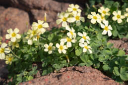 Yelloweye Woodsorrel (Oxalis obtusa)