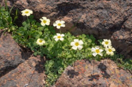 Yelloweye Woodsorrel (Oxalis obtusa)