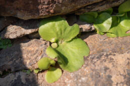 Fairybell Stonecrop (Crassula umbella)