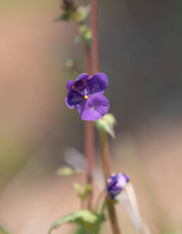 Purple Twinspur (Diascia veronicoides)