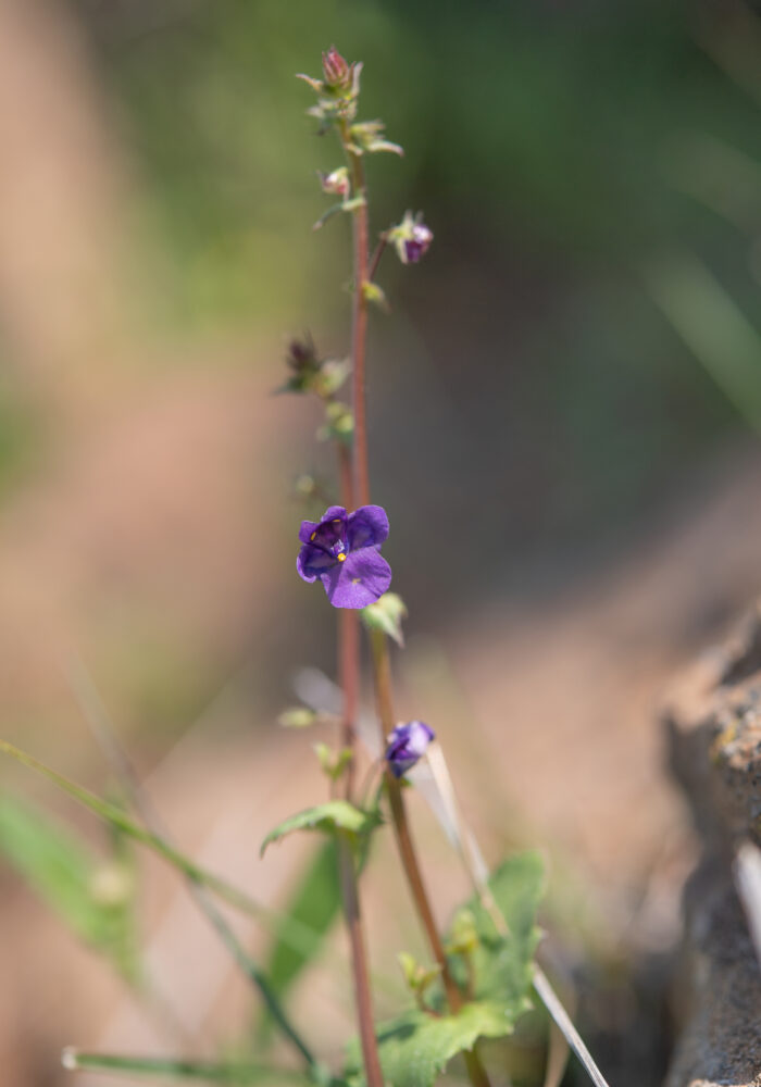 Purple Twinspur (Diascia veronicoides)