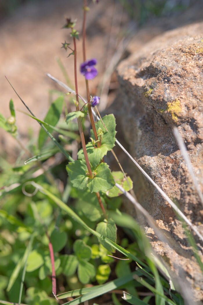 Purple Twinspur (Diascia veronicoides)