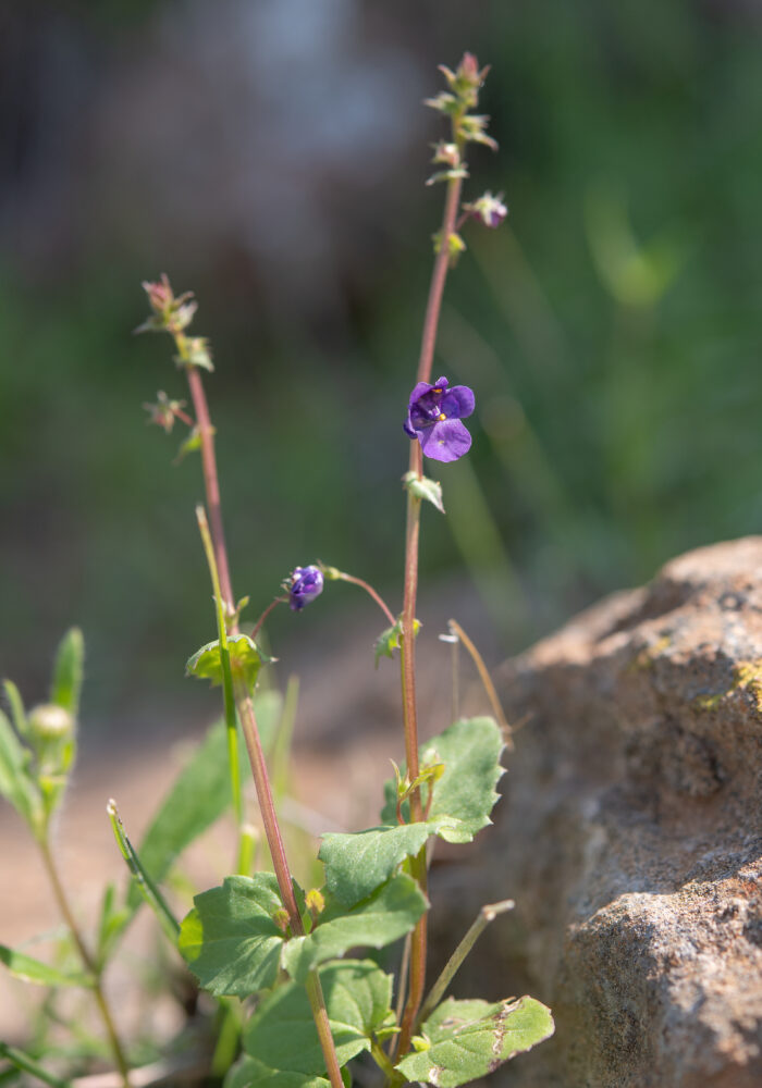 Purple Twinspur (Diascia veronicoides)