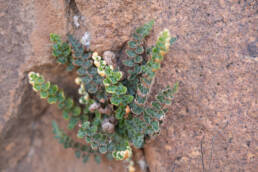 Scaly Fern (Asplenium cordatum)