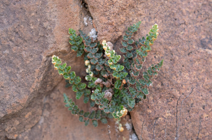 Scaly Fern (Asplenium cordatum)