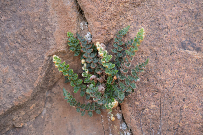 Scaly Fern (Asplenium cordatum)