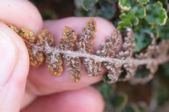 Scaly Fern (Asplenium cordatum)