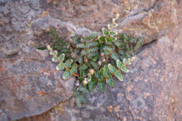 Scaly Fern (Asplenium cordatum)