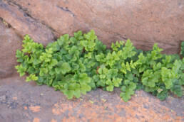 Cape Lipfern (Cheilanthes capensis)