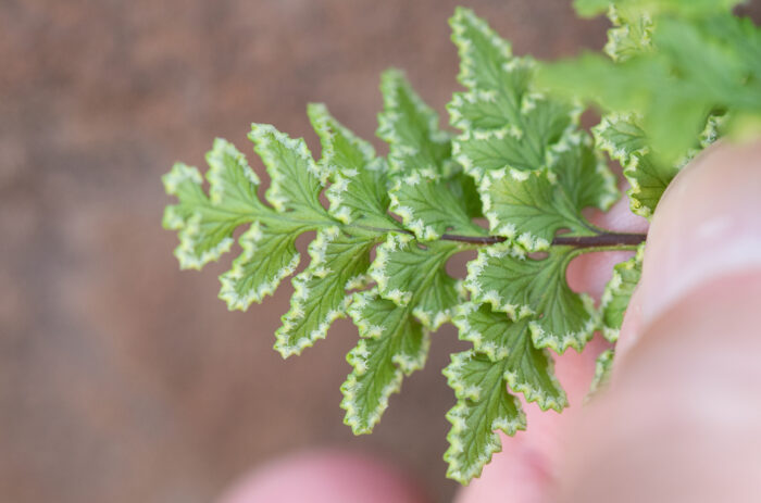 Cape Lipfern (Cheilanthes capensis)