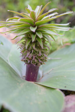 Pineapple Lily (Eucomis regia)