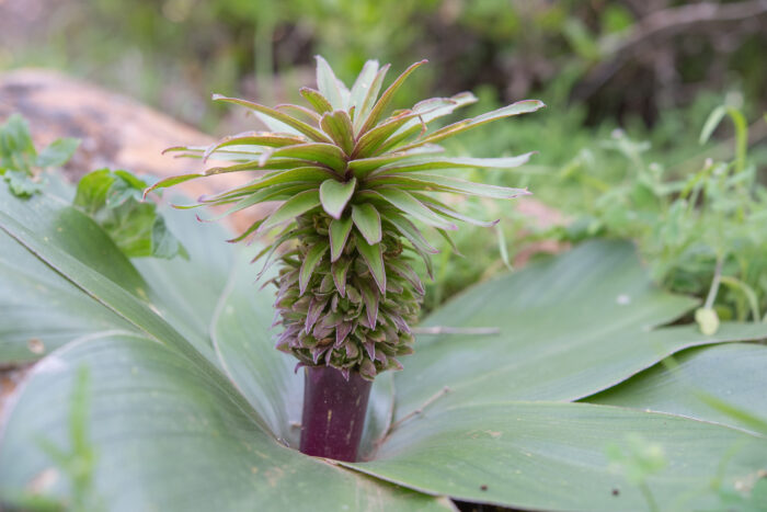 Pineapple Lily (Eucomis regia)