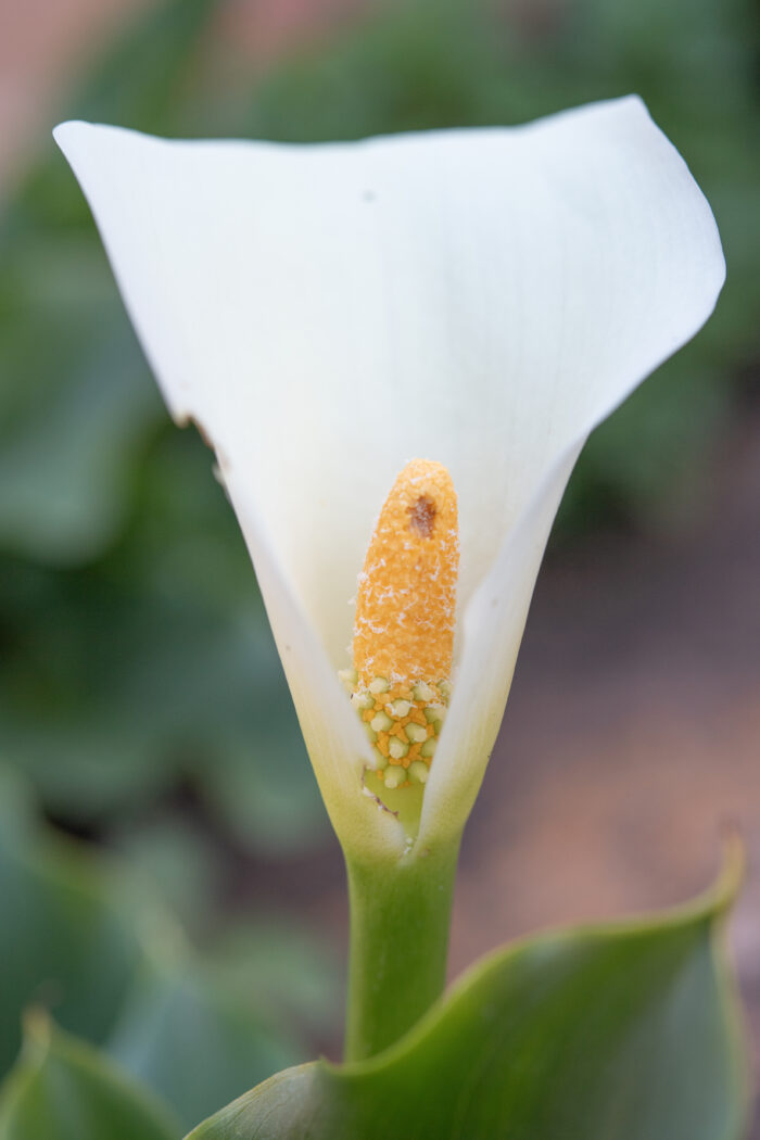 Scented Arum Lily (Zantedeschia odorata)