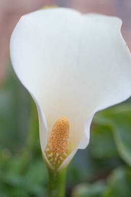 Scented Arum Lily (Zantedeschia odorata)