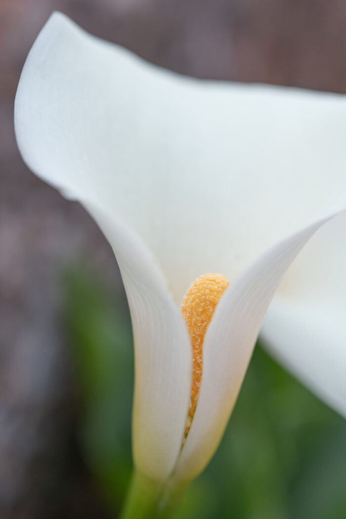 Scented Arum Lily (Zantedeschia odorata)