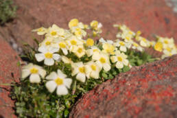 Yelloweye Woodsorrel (Oxalis obtusa)