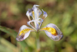 Fringe Tulp (Moraea ciliata)