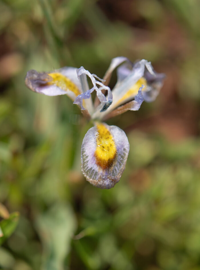 Fringe Tulp (Moraea ciliata)