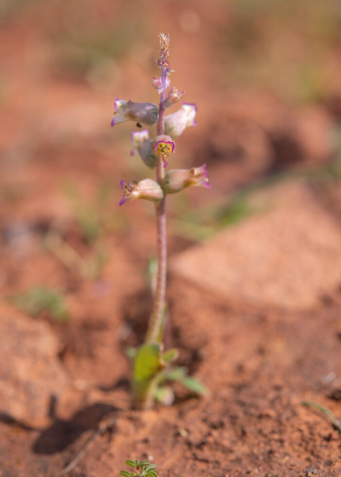 Drab Viooltjie (Lachenalia obscura)